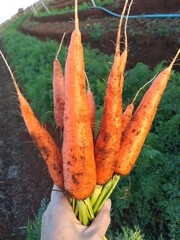 bunch of carrots