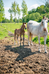 Horse foal with mother horse in the field, brown foal and white mother horse