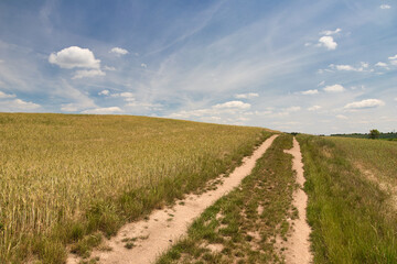 Fototapeta na wymiar A dusty path to hill between grain fields in spring day.