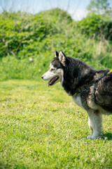 husky breed dog looking toward himself, half body visible black white hair
