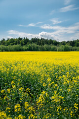 Fototapeta premium rapeseed yellow field in front of high trees and blue sky
