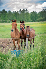 Fototapeta premium 3 horses siblings standing beside each other and looking straight