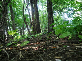 undergrowth and trees in wild deciduous forest © TK_Office