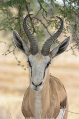 Springbok in the Kgalagadi