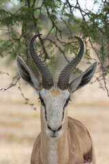 Springbok in the Kgalagadi