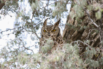 Spotted Eagle Owl in a tree in the Kgalagadi