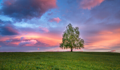 Obraz na płótnie Canvas Tree in the meadows in the countryside at sunset