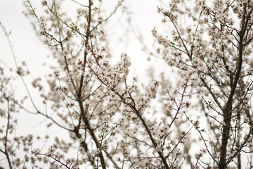 Blooming almond tree with white flowers on white sky