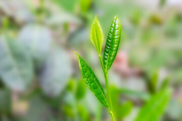 Closeup, Top of Green tea leaf in the morning, tea plantation, blurred background.