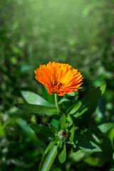 Beautiful Calendula Flower.With Selective Focus on the Subject. Copy space