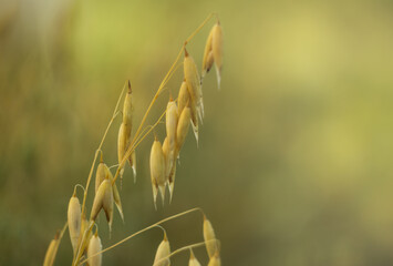 Wild oats like weeds growing in a field Avena fatua, Avena ludoviciana.selective focus natural...