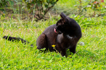 Fototapeta premium Close-up of a black cat licking its lips after eating on the green grass on a sunny summer day