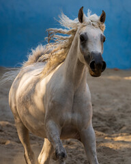 portrait of a horse