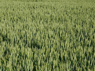 view of a fragment of a field of grain, bright green, strong sunlight