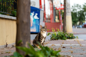 A gray cat sits under a tree. He looks into the distance. Summer in the city.