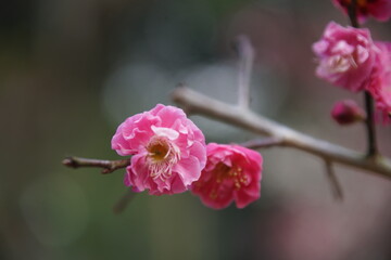 京都府立植物園の早咲きの梅