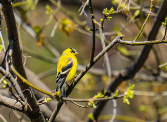yellow male finch songbird in the woods in springtime 
