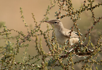 Upchers Warbler perched on green at Hamala, Bahrain