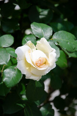 White rose in the garden