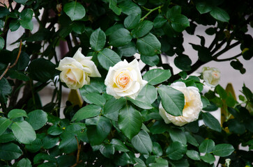 White rose bush in the garden
