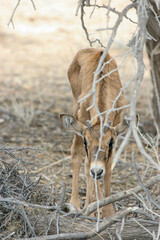 Gemsbok calf in the Kgalagadi