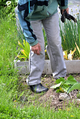 A woman bent over a garden bed with vegetables on a summer day