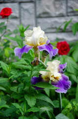 White and purple iris flowers blooming in the garden