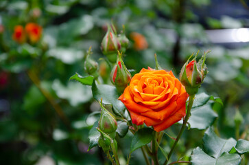 Small orange roses in the garden