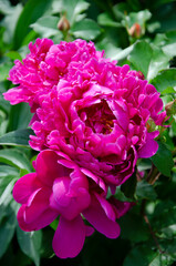 Pink peonies blooming in the garden