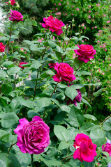 Pink rose bush in the garden