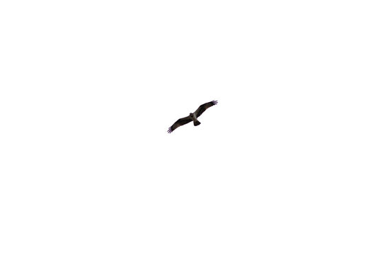 A flying eagel isolated on white backgound.