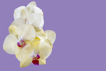 White with burgundy orchid flower closeup isolated on lilac mauve lavender color 2022 background as...