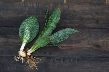 Sansevieria plant ready for propagate	
