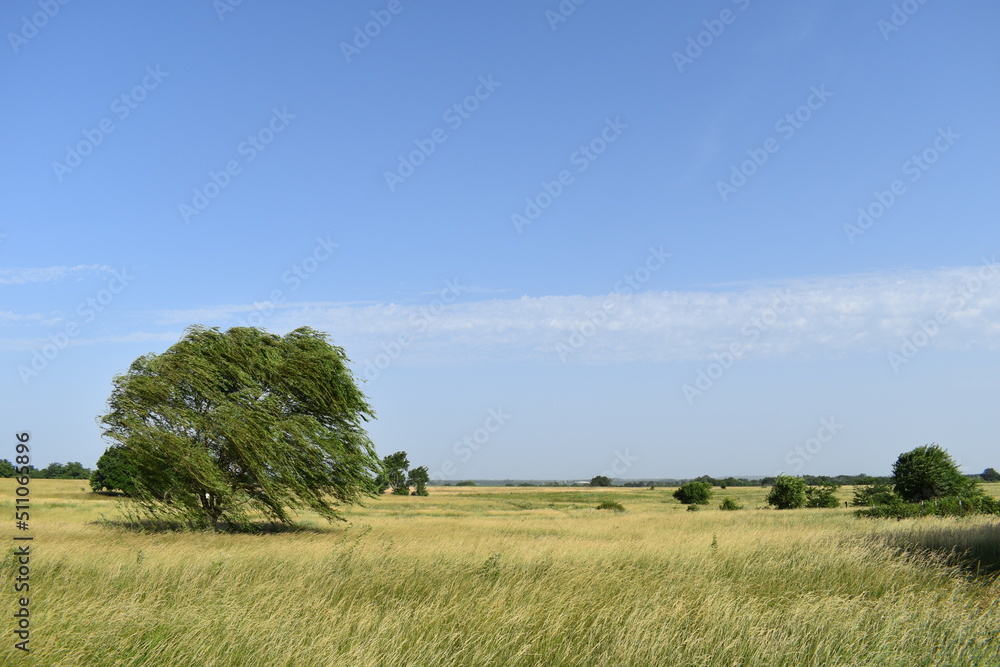 Wall mural weeping willow tree in a field