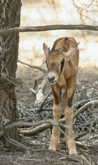 Naklejka premium Gemsbok calf in the Kgalagadi