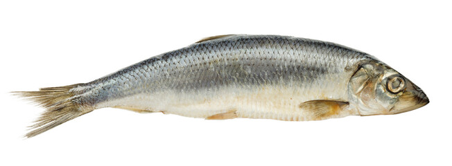 Atlantic salted herring on a white background, sea food from fish.