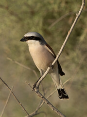 Closeup of a Red-backed shrike at Asker Marsh, Bahrain