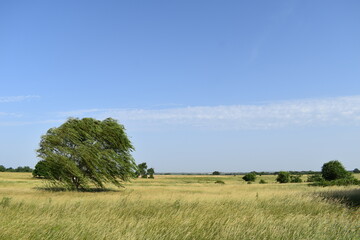 Fototapeta premium Weeping Willow Tree in a Field