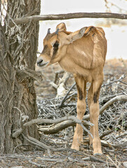 Gemsbok calf in the Kgalagadi