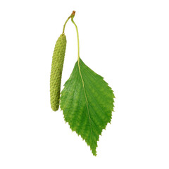 birch leaf from catkin on white background