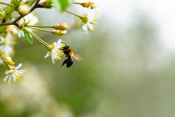 Bee and flower. Flying bee to collect pollen on a cherry blossom. Summer and spring backgrounds