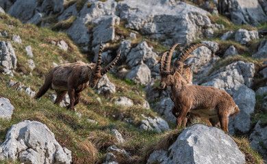 Alpine Ibex in the morning in Julian Alps