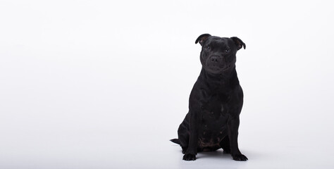 Beautiful black dog breed Staffordshire bull terrier sits on a white isolated background looking up. Panoramic banner for advertising. Concept of pet supplies, veterinary medicine, pet care - 511066296