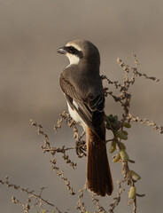 Red-tailed Shrike perched on a bush at Asker marsh, Bahrain