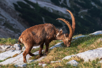 Alpine Ibex in the morning in Julian Alps