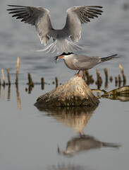 White-cheeked Tern offering fish to his mate at Asker marsh, Bahrain