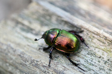 輝くコガネムシ　5月