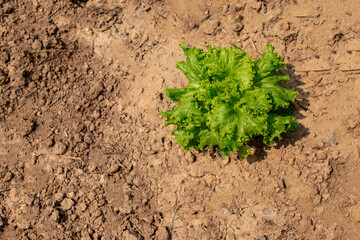 lettuce on dry ground from top view