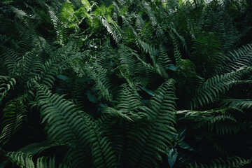 Fototapeta na wymiar Photos of Ferns and Greenery in the Forest for Texture