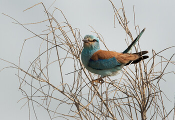 Eurasian roller perched on a tree at Asker, Bahrain